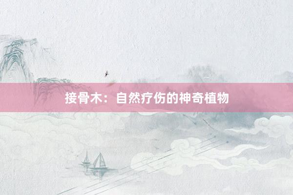接骨木：自然疗伤的神奇植物
